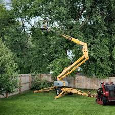 How Our Tree Care Process Works  in  Moonachie, NJ