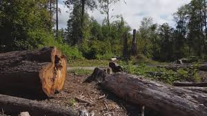 Moonachie, NJ Tree Removal Company