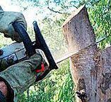 Best Tree Removal  in Moonachie, NJ