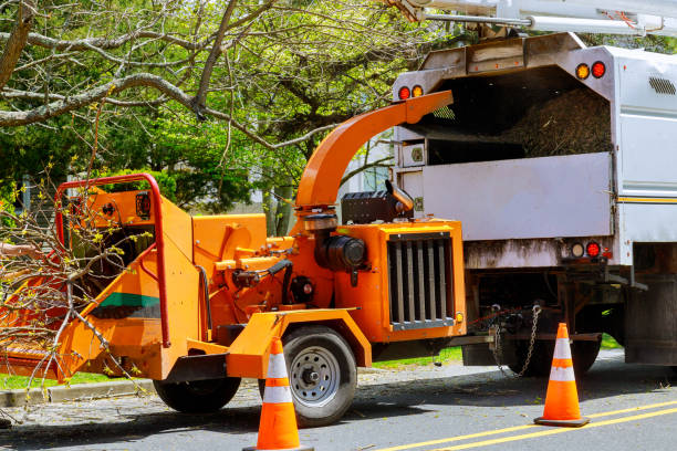 Best Tree Health Inspection  in Moonachie, NJ