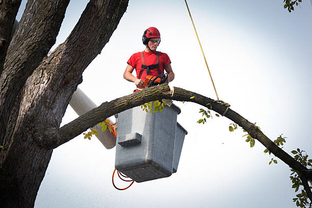 Best Stump Grinding and Removal  in Moonachie, NJ